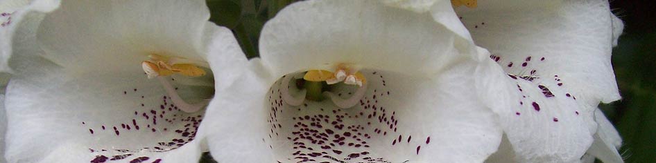 Contact Avril Jones Interiors & Exteriors