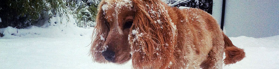 Avril Jones Interiors & Exteriors | Testimonials